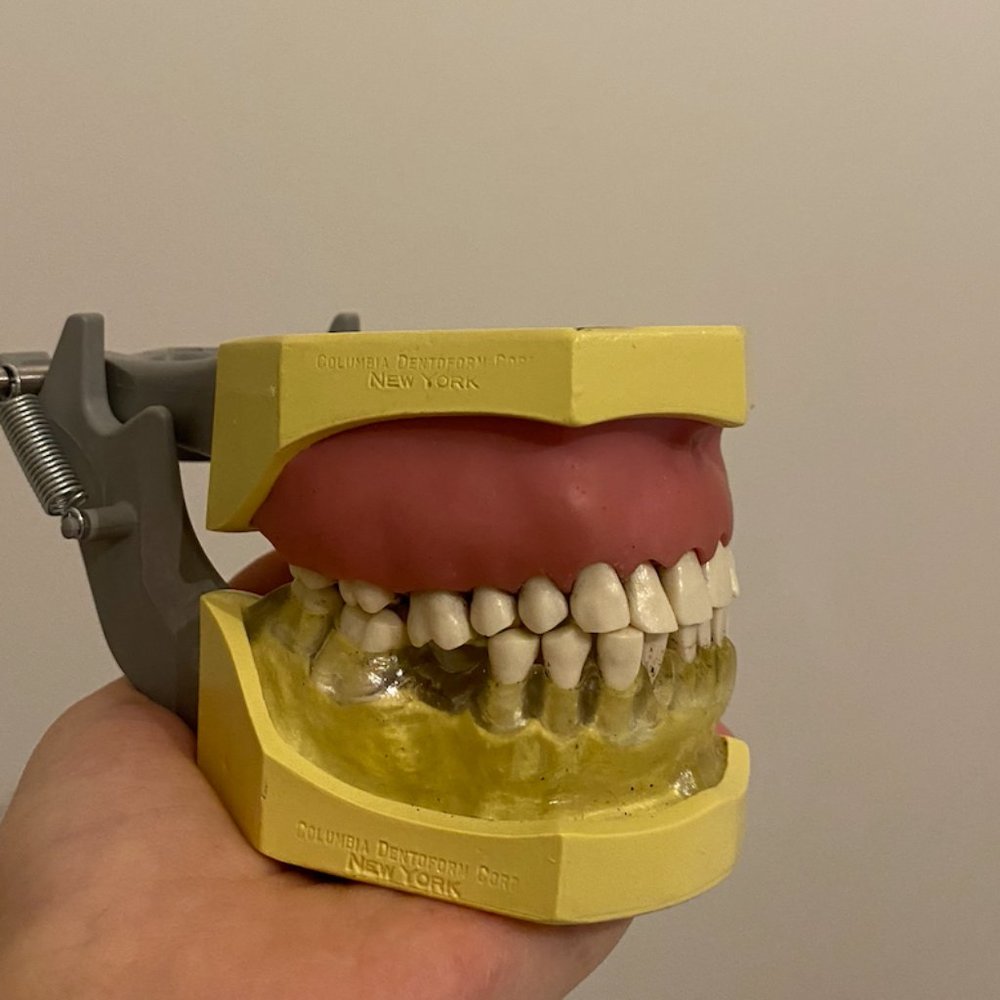 Columbia KM-310-C Articulated Periodontal Model (Used)